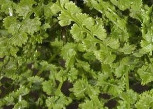 Athyrium filix-femina 'Tatting'
